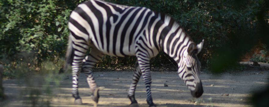 Sri Chamarajendra Zoological Gardens (Mysuru Zoo)