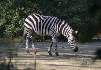 Sri Chamarajendra Zoological Gardens (Mysuru Zoo)