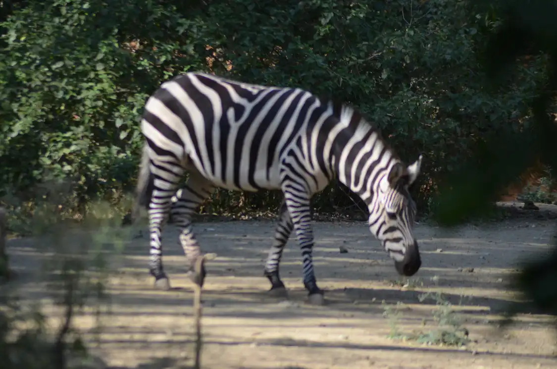 Hotels near Sri Chamarajendra Zoological Gardens (Mysuru Zoo)