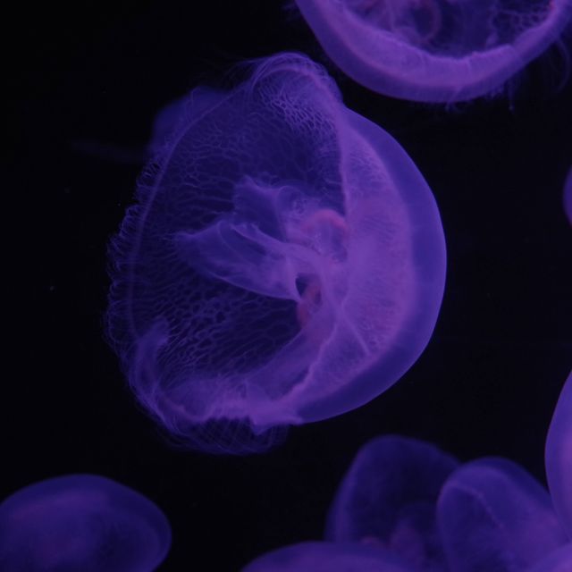 イルカを世界で初めて飼育した水族館！？