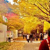 北大の銀杏並木