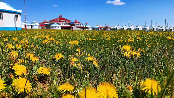 Huitengxile Jiujiuquan Grassland Resort