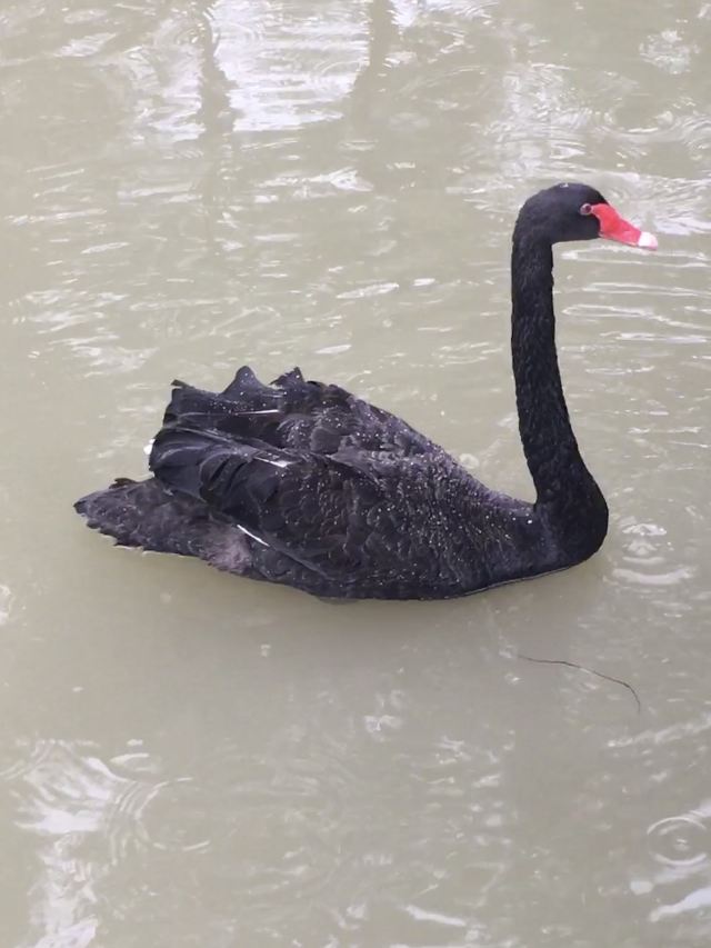 武漢動物園