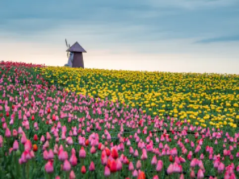 江布拉克（ジャンブラク）