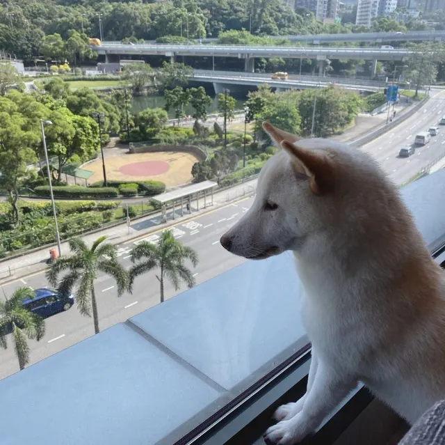 【寵物酒店邊間好?】2026人寵不分離,盤點那些寵物友好酒店:香港13間寵物酒店 Staycation 推介🐶+住宿餐飲優惠