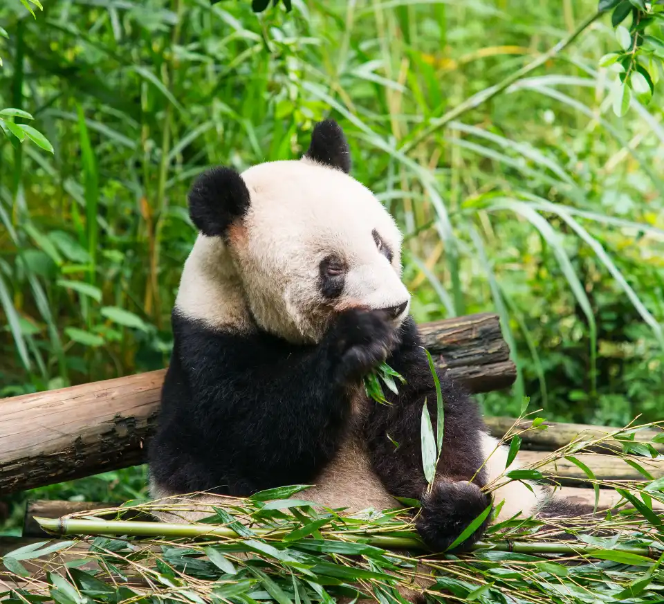 2_Panda Valley