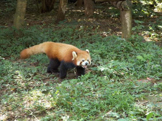 淹城野生動物世界