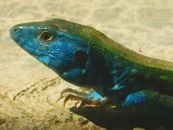 3-звездочные отели в г. Брайтон