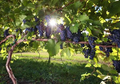 Chard Farm Vineyard