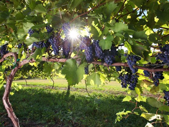 Chard Farm Vineyard