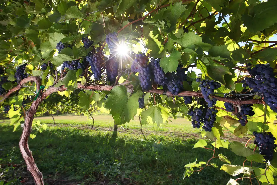 Hotel dekat Chard Farm Vineyard