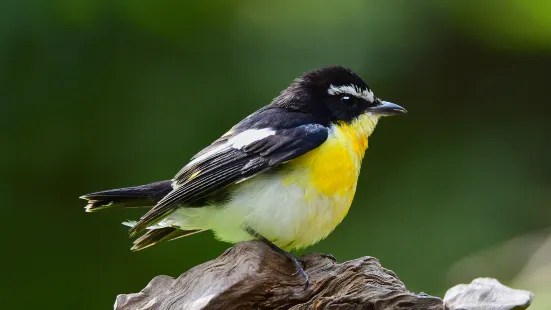 Rocklands Bird Sanctuary (Montego Bay)