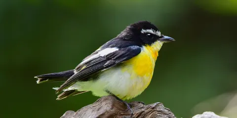 羅克蘭茲鳥類保護區