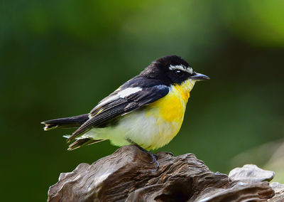 Rocklands Bird Sanctuary (Montego Bay)
