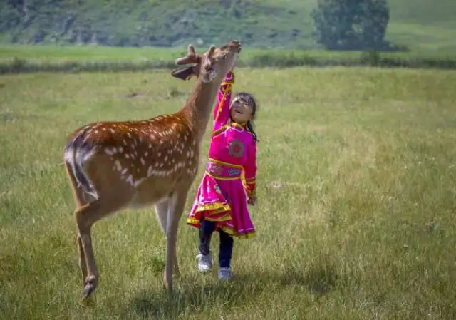 Sika Deer Feeding in Chifeng
