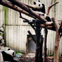 Adorable pandas in a Research Base