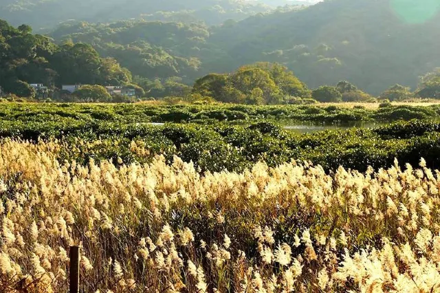 粉嶺鹿頸谷埔的蘆葦花田
