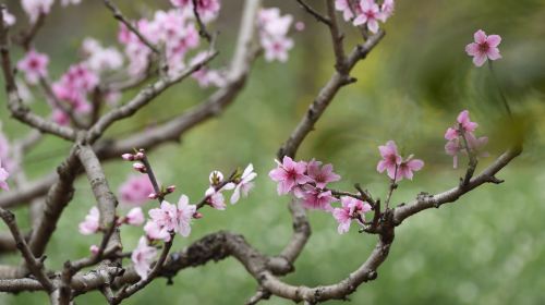 Songlin Peach Blossom