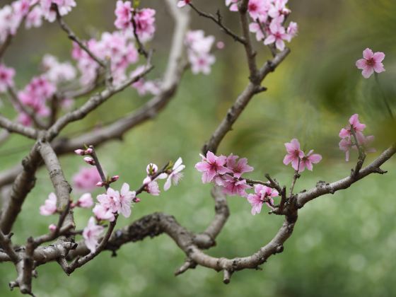 Songlin Peach Blossom