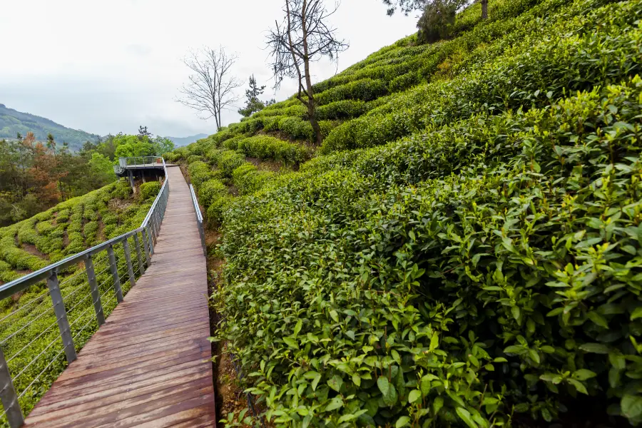 半畝茶園