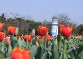 Zhoupu Sea of Flowers