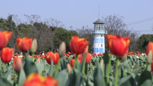 Zhoupu Sea of Flowers