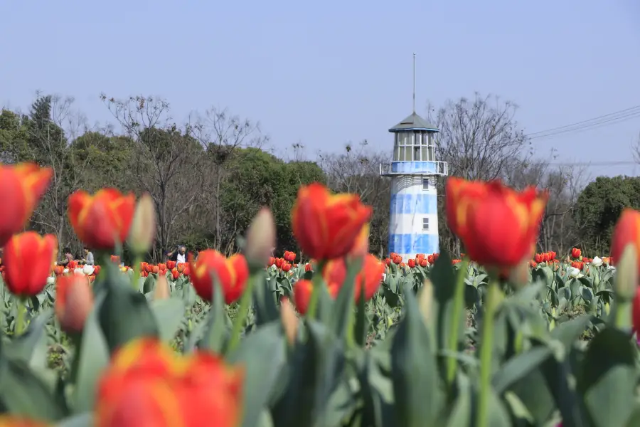 Zhoupu Sea of Flowers