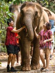 Elephant Care Camp at Siray Phuket