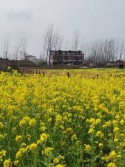 Hundred-mu Rape Field in Xinji Village, Minggang Town, Xinyang