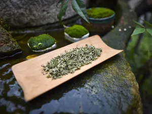 Suzhou Tea Tasting