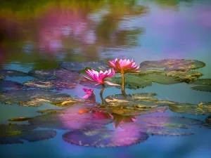 Tropical Flower Garden