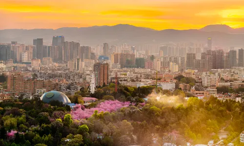 Cherry Blossom Viewing in Kunming