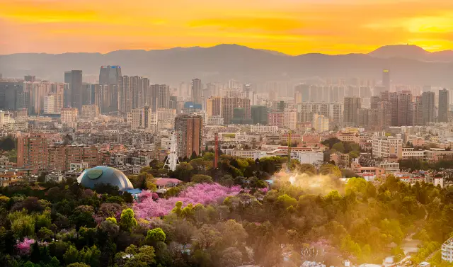 Cherry Blossom Viewing in Kunming