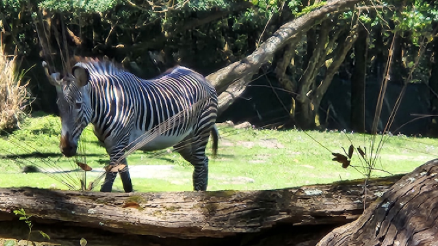 Gorilla Falls Exploration Trail