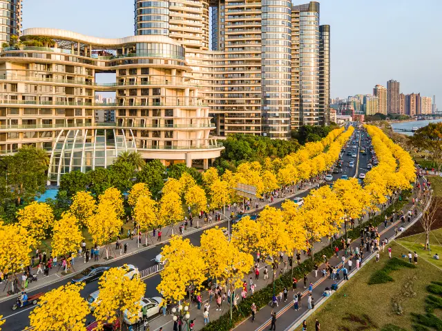 Tabebuia Chrysotricha Viewing in Guangzhou