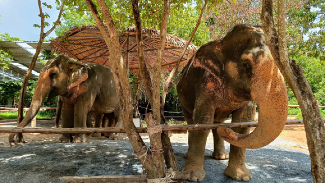 Phuket Kathu Elephant Sanctuary