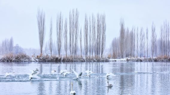 Swan Spring Wetland Park