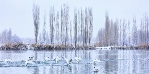 天鵝泉景區