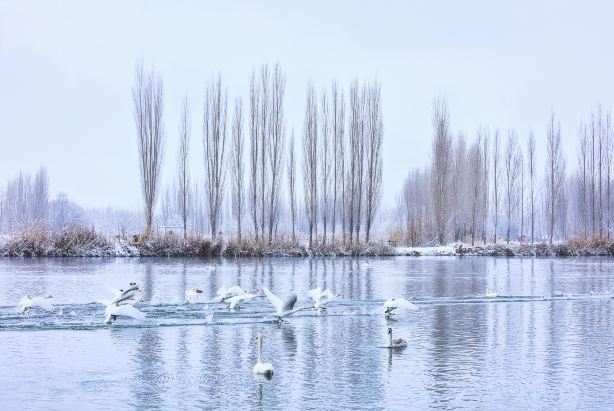 Swan Spring Wetland Park
