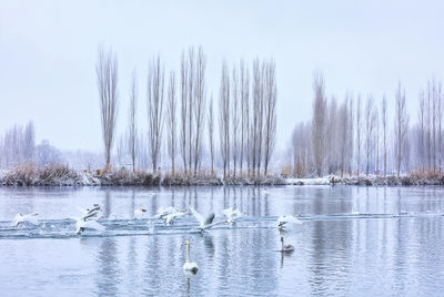 Swan Spring Wetland Park