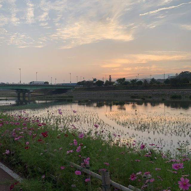 [장성- 황룡강 노란꽃잔치]