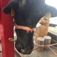 【富士宮】まかいの牧場で動物と遊ぼう