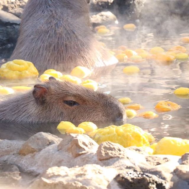 癒し空間【伊豆シャボテン動物公園】