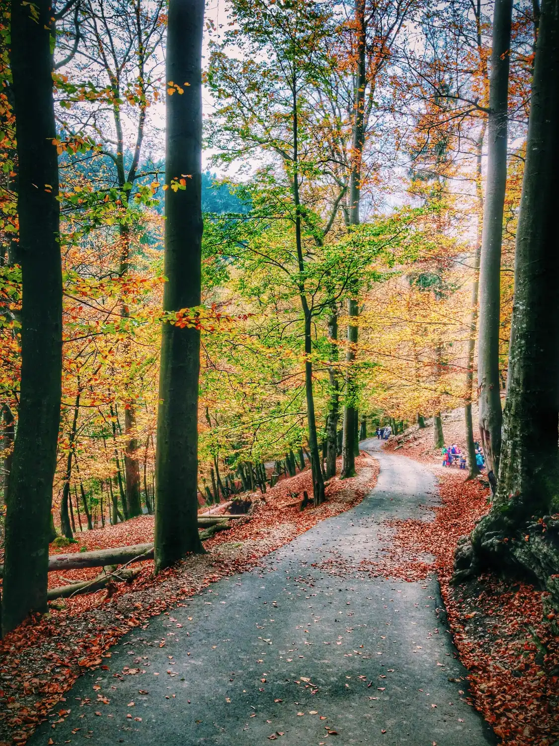 重歡樹附近的飯店
