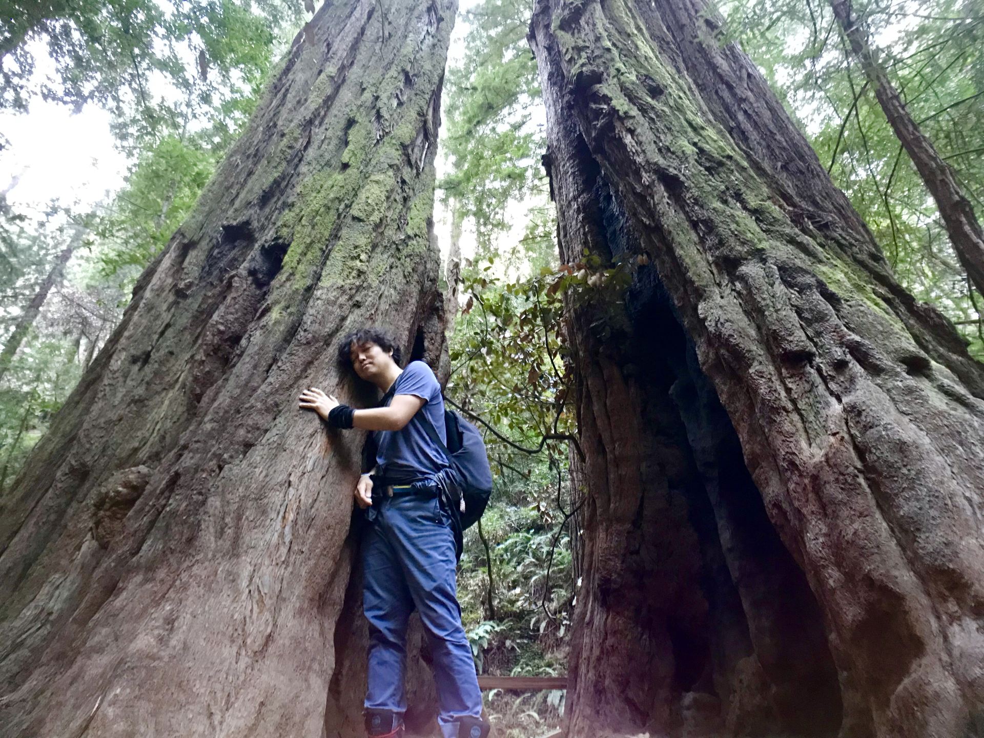 This is the world's tallest tree—the redwood. Muir Woods National Park in California, USA, is one of the areas with a high concentration of redwoods, a natural wonder.

#Redwood #CoolestTravelExperience #California #USA #califonia #seqouia #usa #naturalwonders #tbt #bucketlist