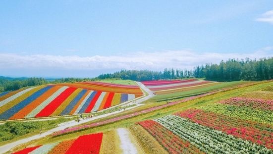 四季彩之丘拥有面积达15公顷广阔美丽的花田，犹如一张七色彩虹