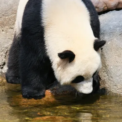 印尼鷹航 飛 林肯港