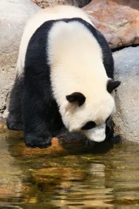 亞航 甘比爾山 機票