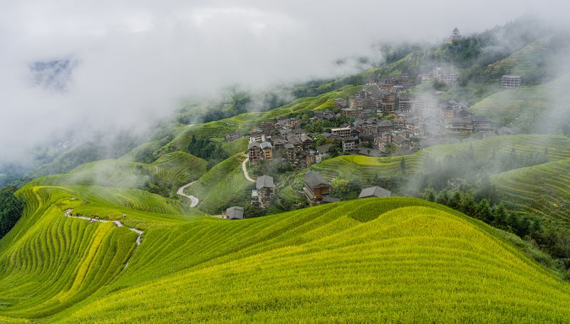 Longji Dazhai Terraces