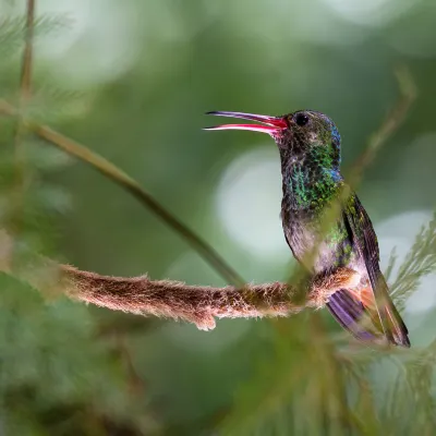 Авиабилеты Белиз Сити Пхукет